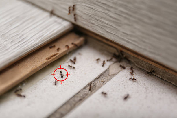 Best Wasp Removal Services  in Stanton, TX
