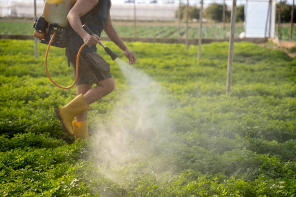 Best Pest Prevention Services  in Stanton, TX