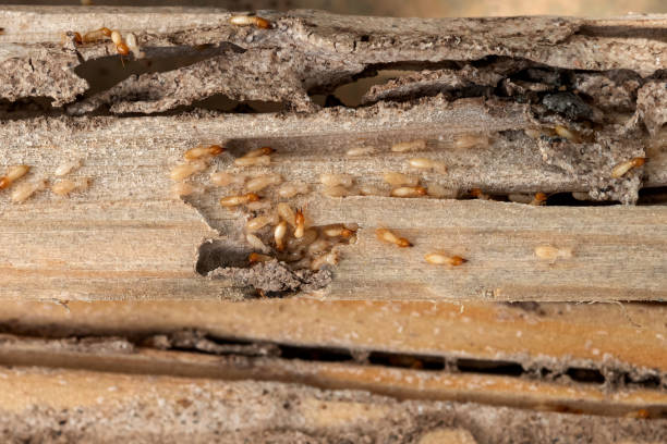 Best Ant Control Services  in Stanton, TX